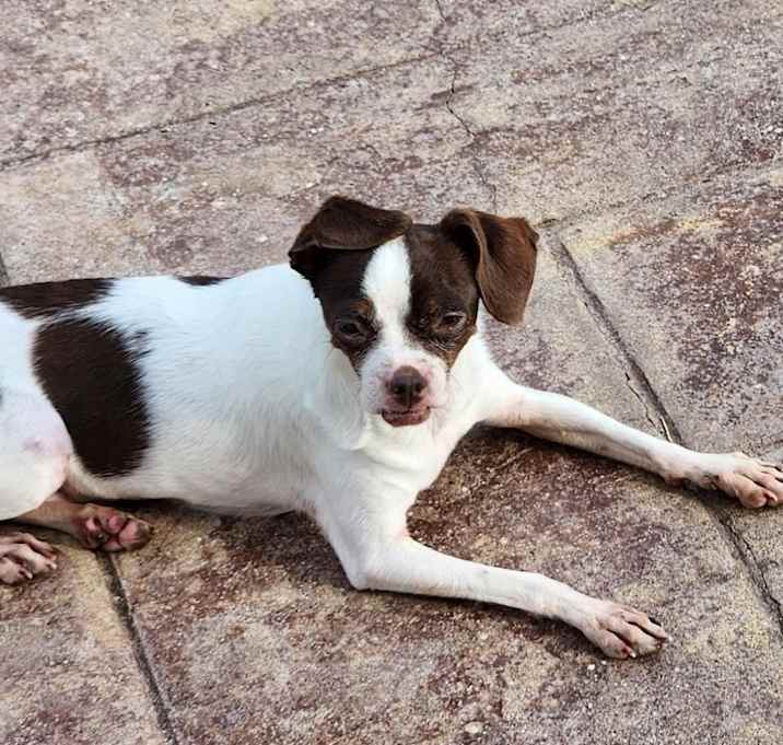 Photo of Cookie