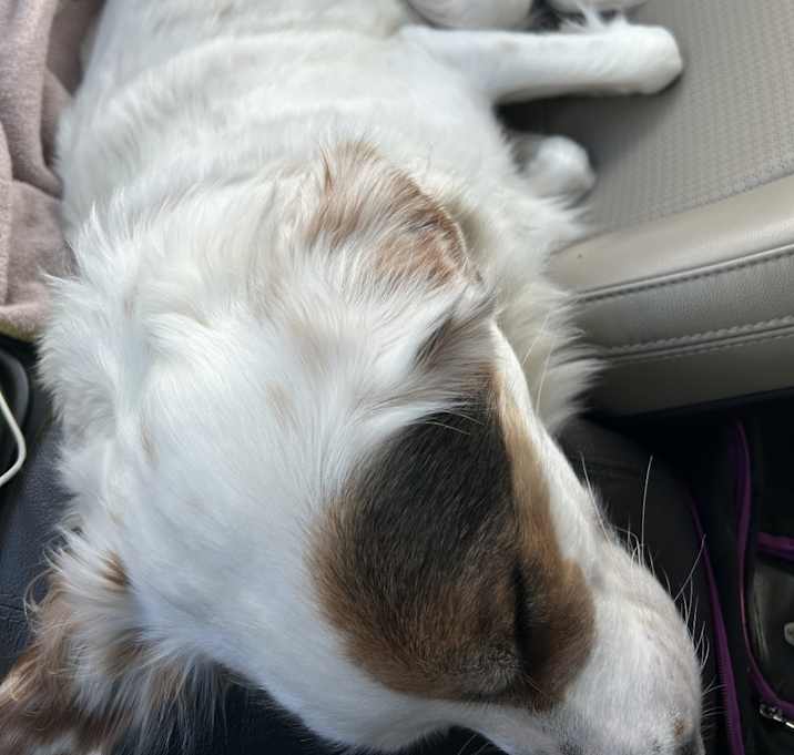 Photo of Delilah