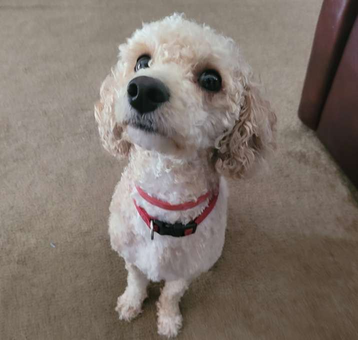 Photo of Theo