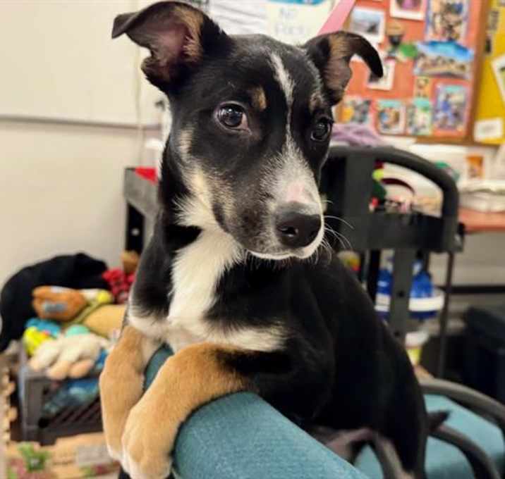 Photo of *BISCUIT
