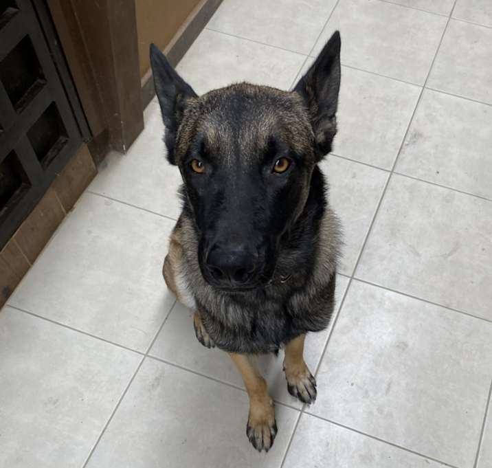 Photo of Juju