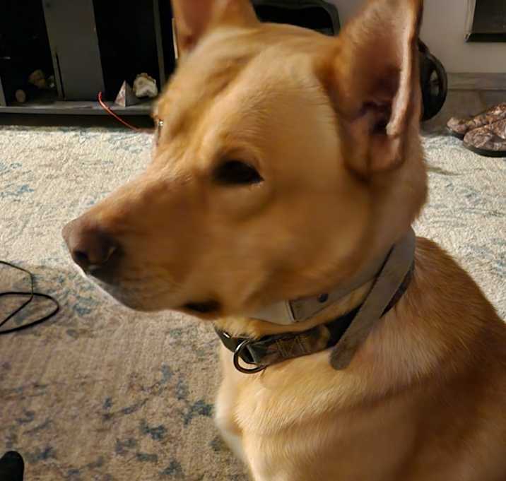Photo of Odie