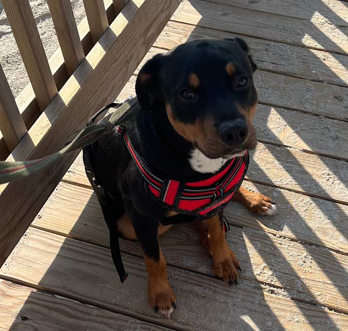 Photo of Rocco