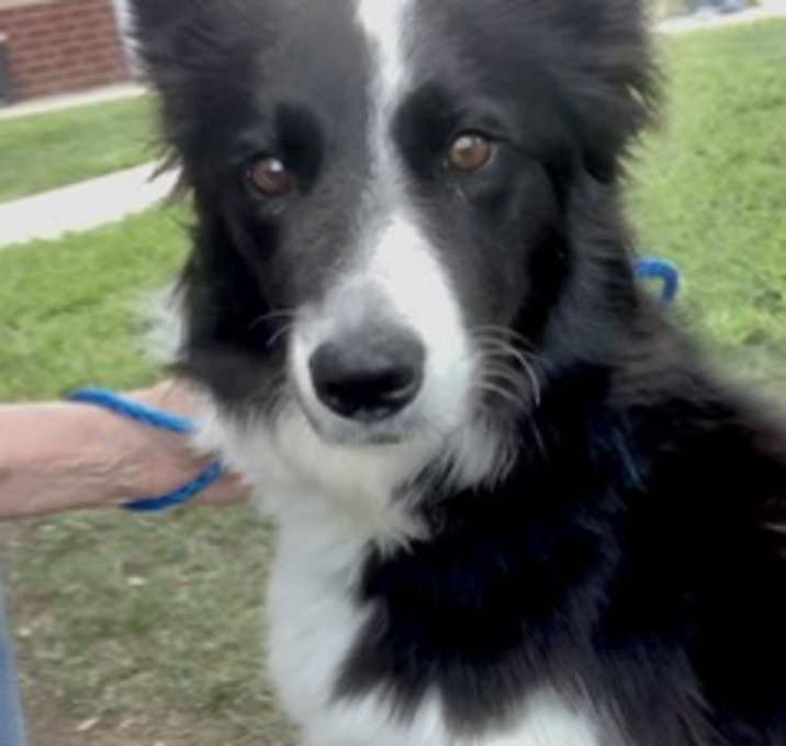 Photo of Chica