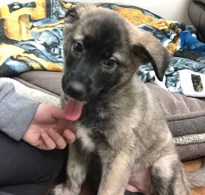 Photo of Nicky (Puppy!)