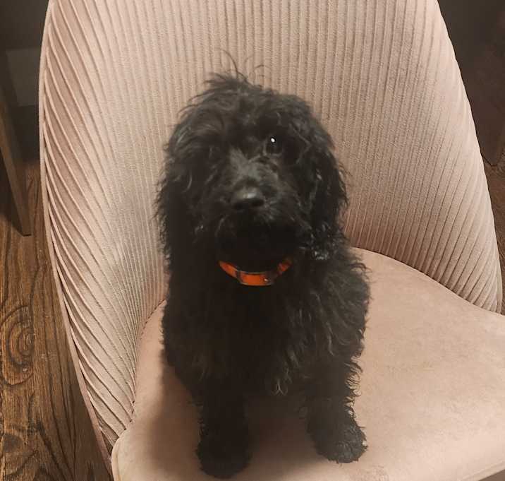 Photo of Domino