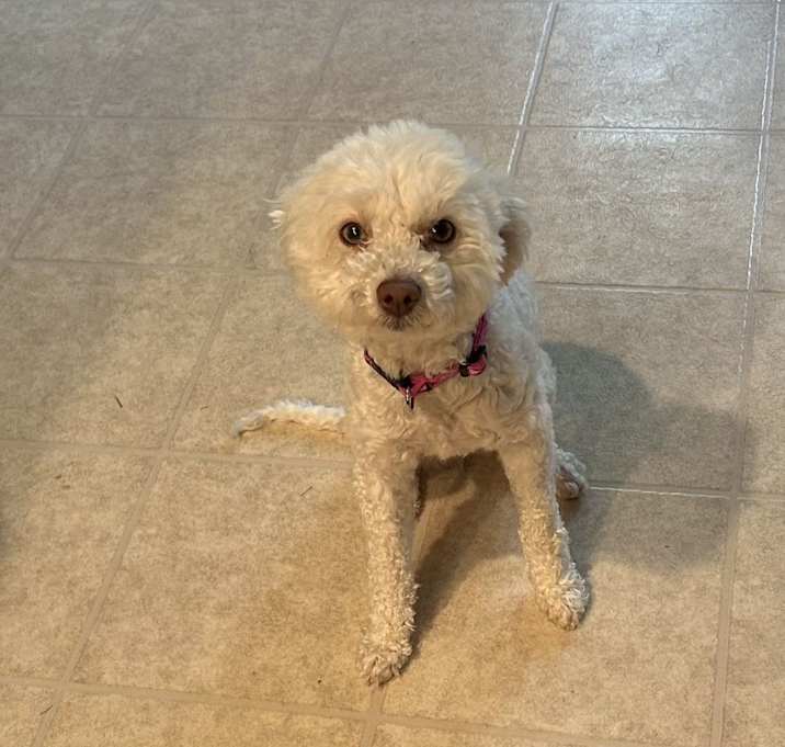 Photo of Blanca-No longer taking applications in A foster home