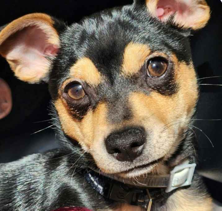 Photo of Lilo -In a foster home