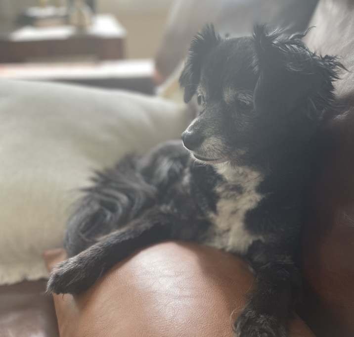 Photo of Charlie & Lil Pups