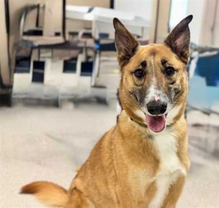Photo of Bear A432744