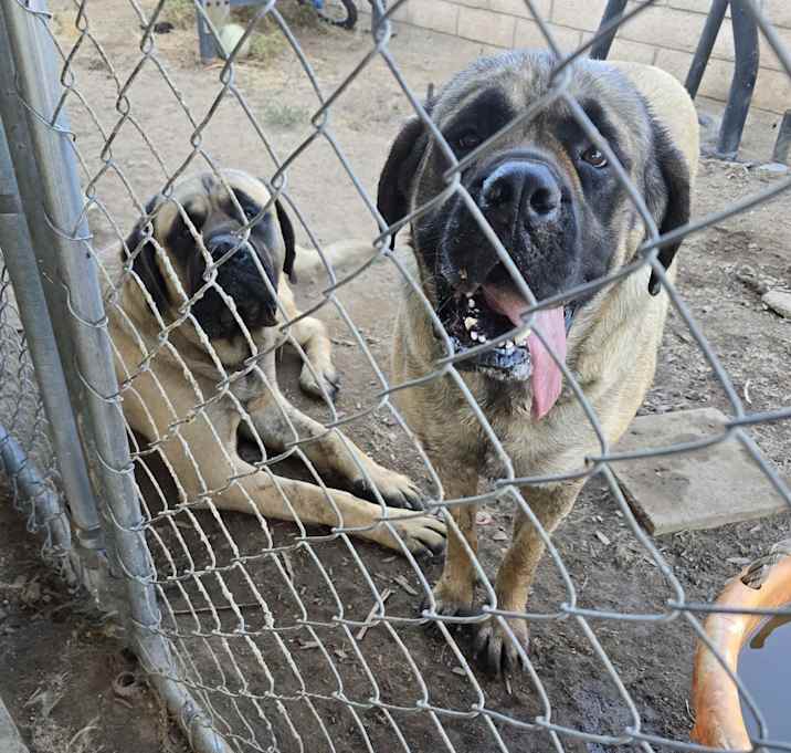 Photo of Zeus / Betty