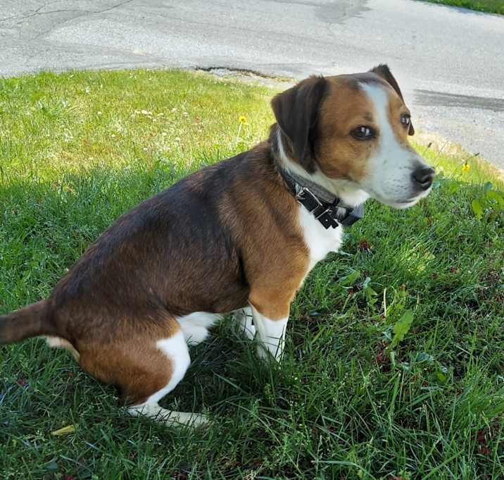 Photo of Buddy