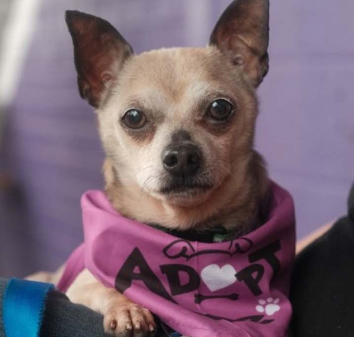 Photo of Benji (chi)