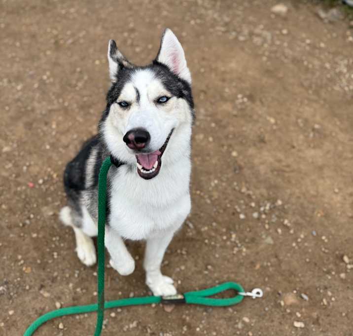Photo of Beau