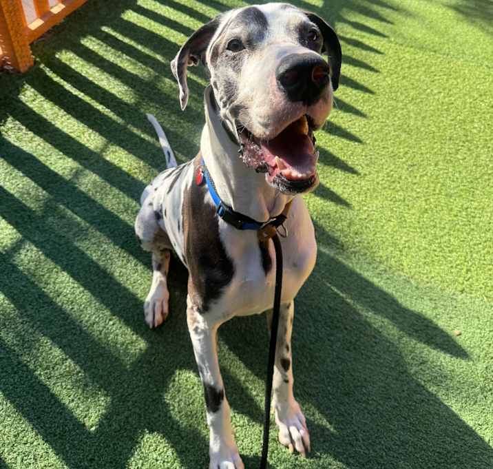 Photo of Jericho A2146430