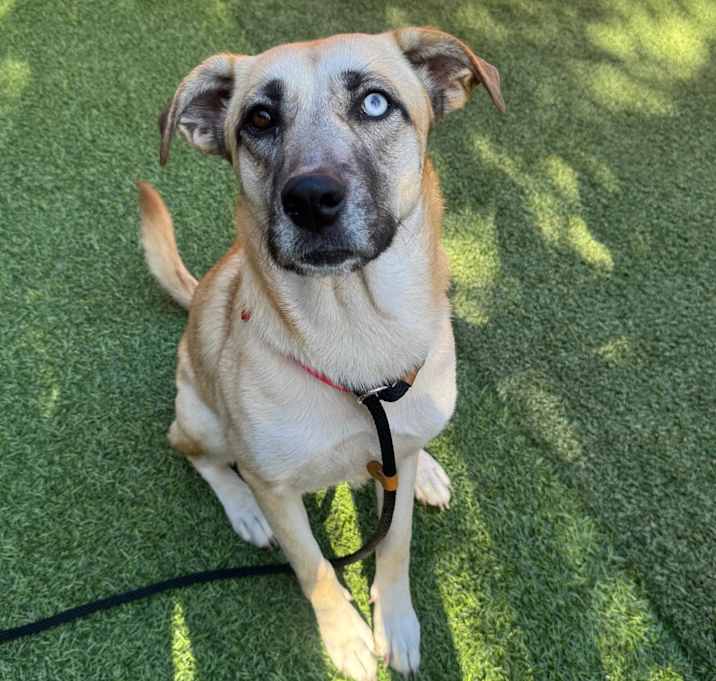 Photo of Angel A2163122