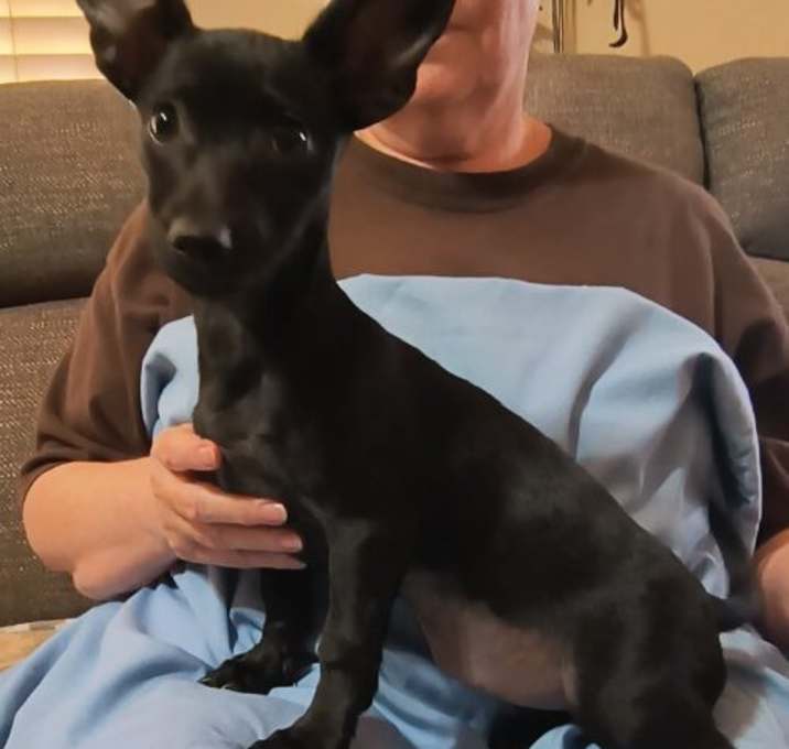 Photo of Ebony