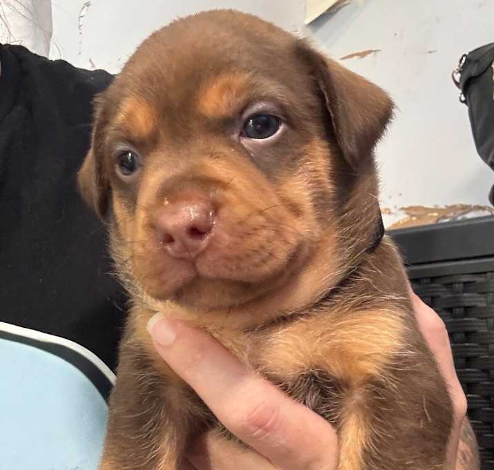 Photo of CUPCAKE (BLACK) DESSERT LITTER