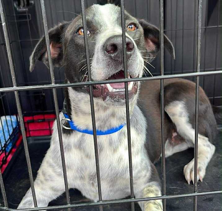 Photo of Bolt