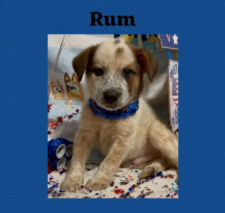 Photo of Rum