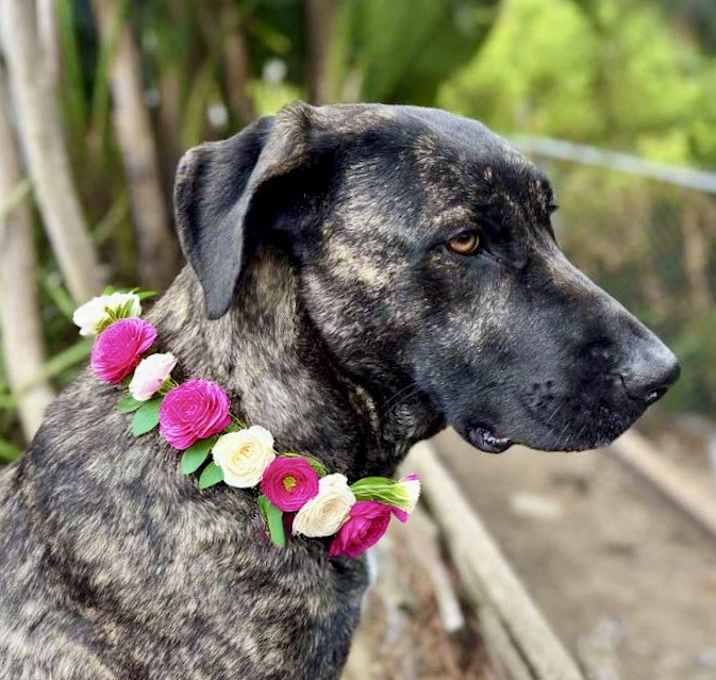 Photo of Moxie