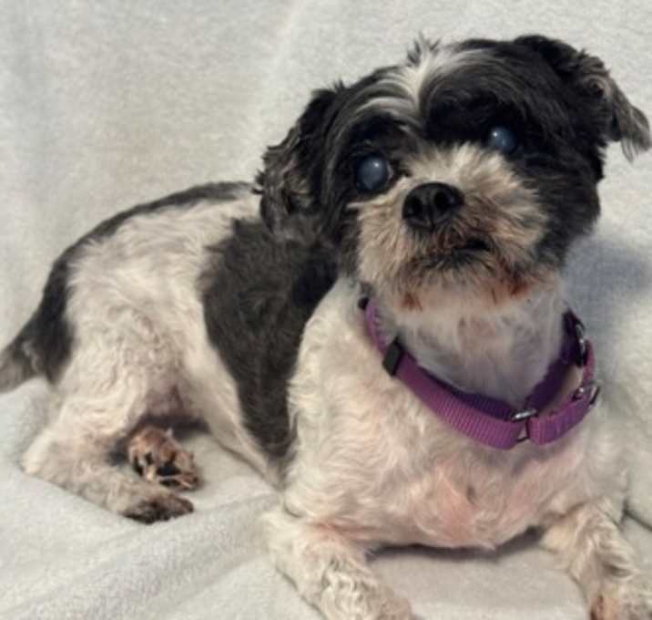 Photo of Scarlet