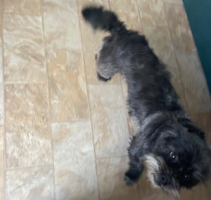 Photo of Toby