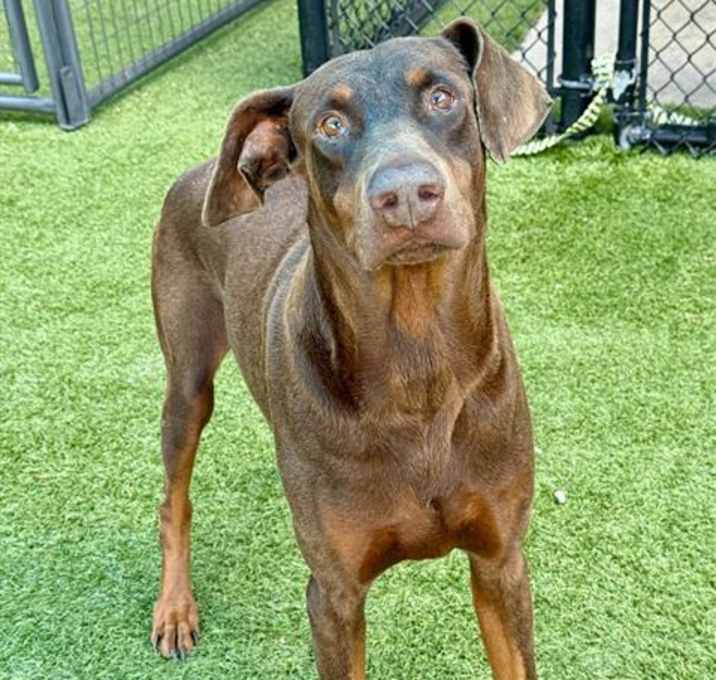 Photo of BUDDY