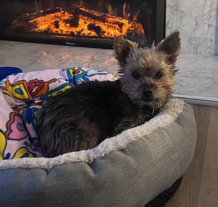 Photo of Peaches