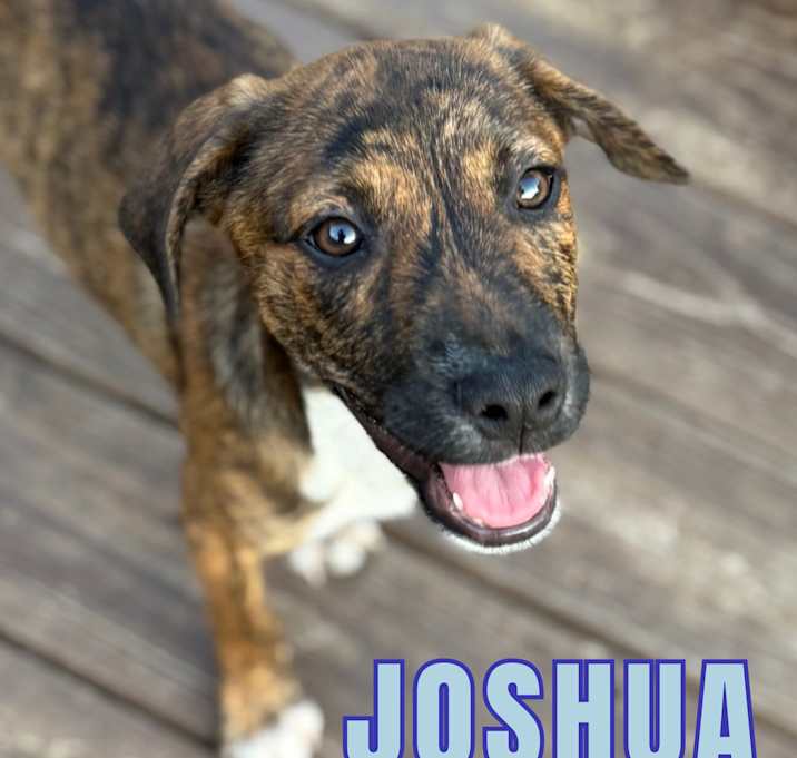 Photo of Joshua