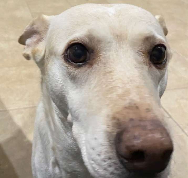 Photo of Snowflake
