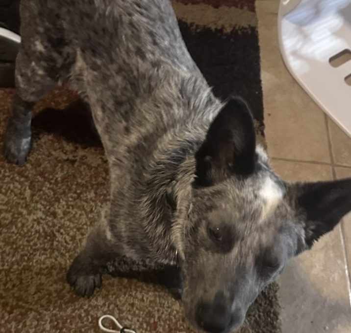 Photo of Bandit
