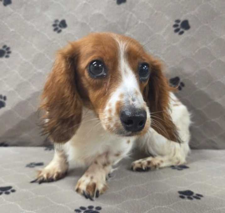 Photo of Millie