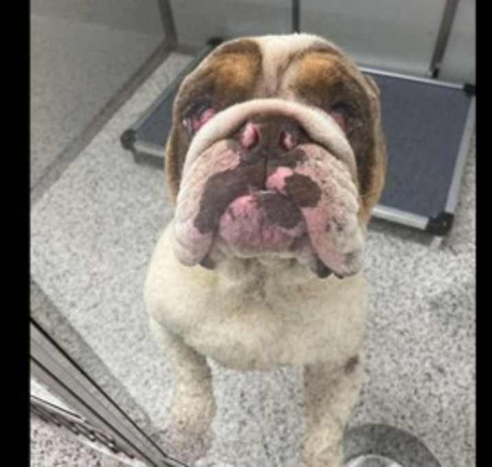 Photo of Georgie (SC)