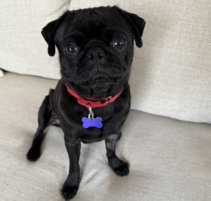 Photo of Puddles
