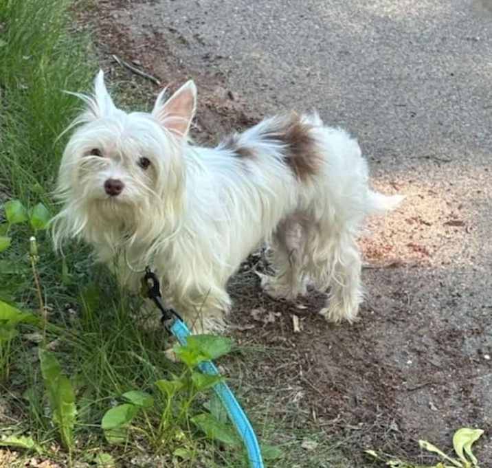 Photo of Pixy