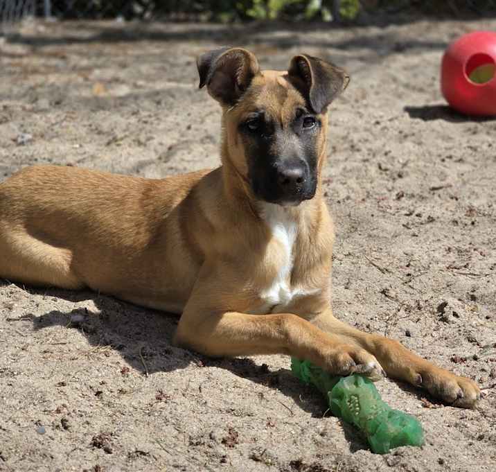 Photo of Churro - 25020