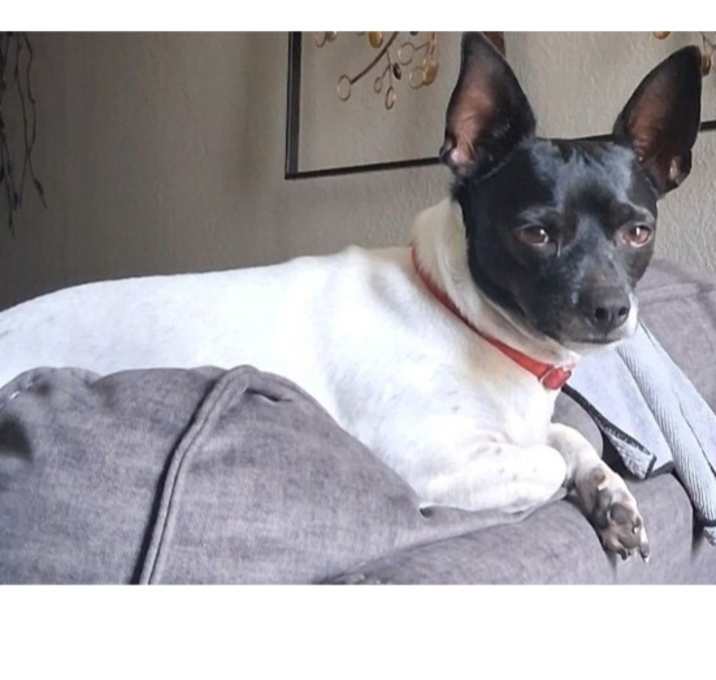 Photo of Niko