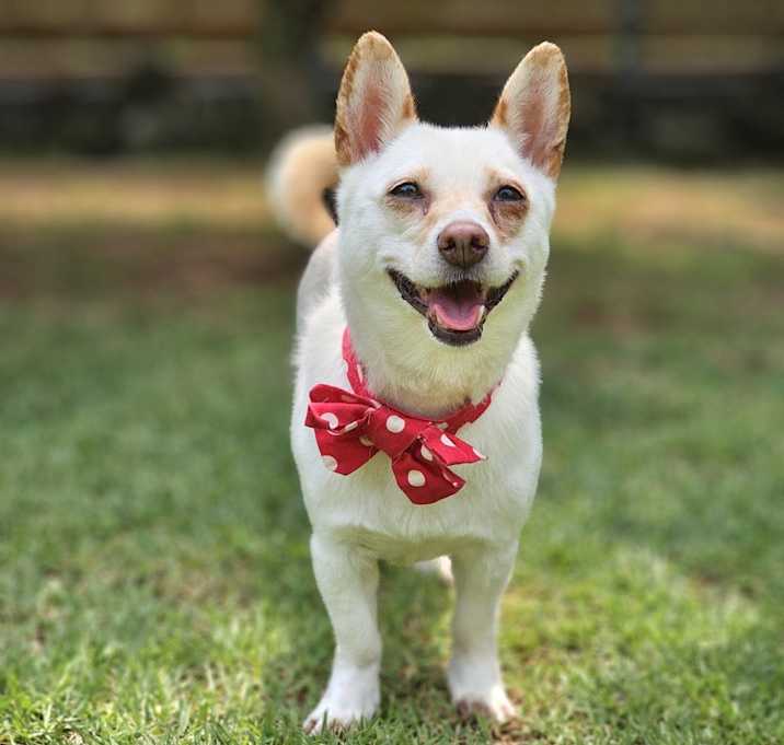 Photo of Peanut