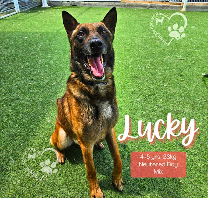 Photo of Lucky