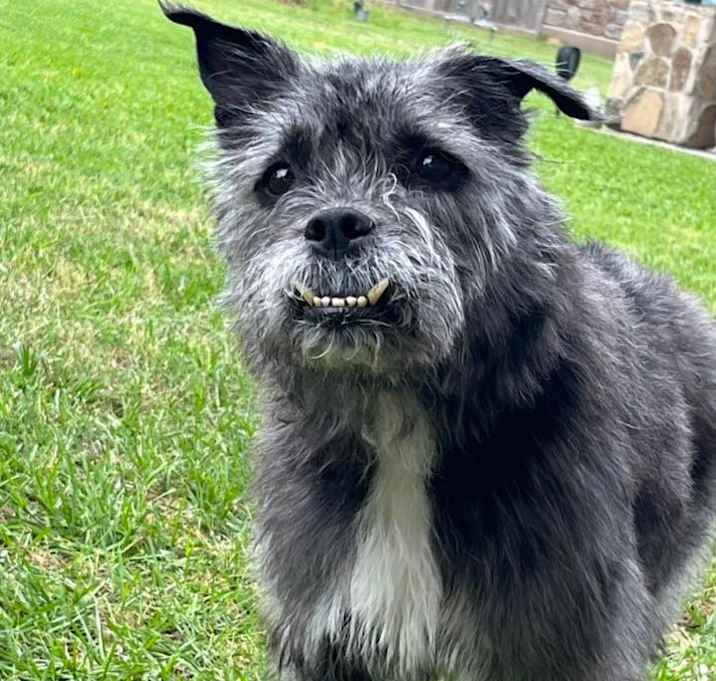 Photo of Kylie (Chewie)