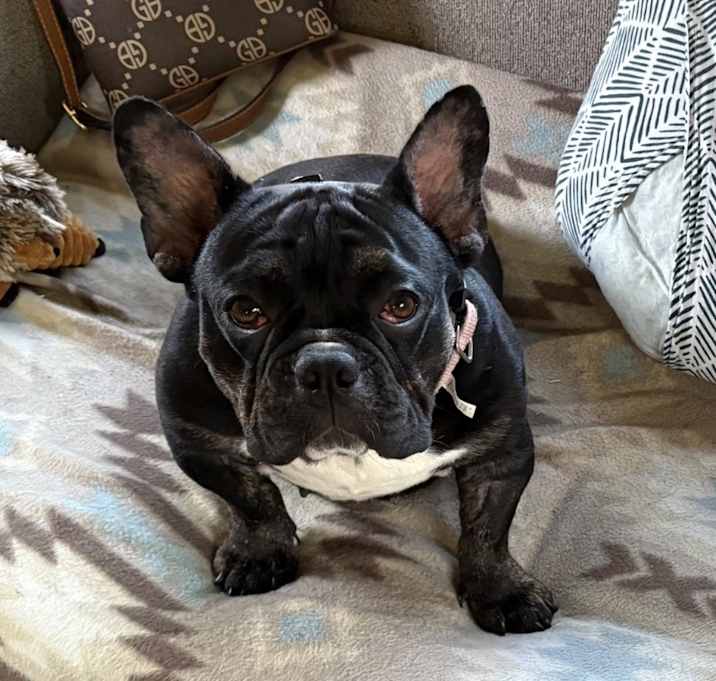 Photo of Petunia