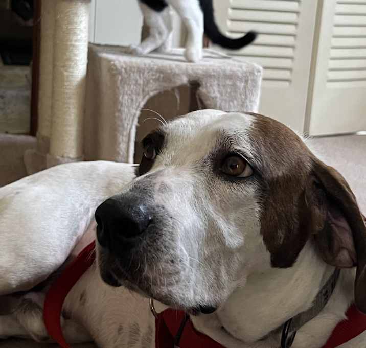 Photo of Cooper