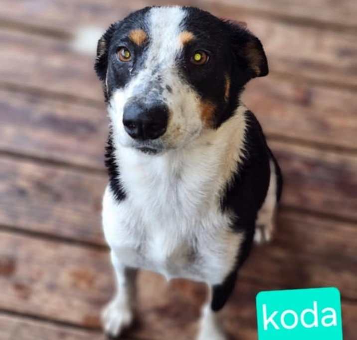 Photo of Ms. Koda KK