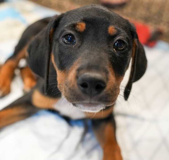Photo of Marley