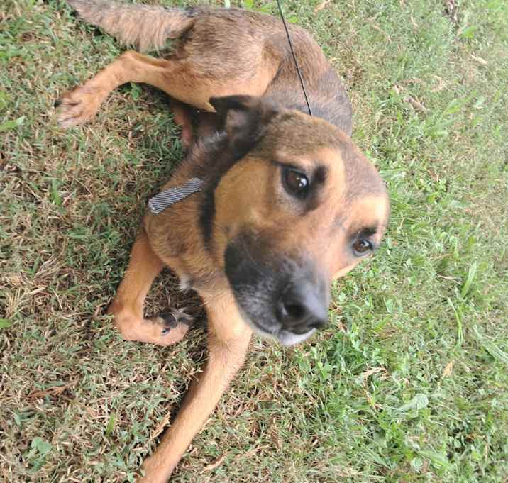 Photo of Tazz