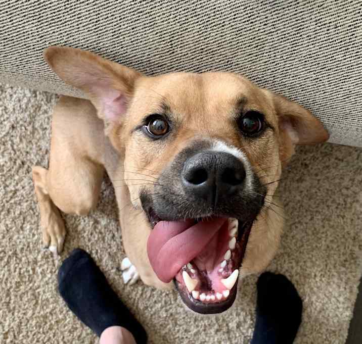 Photo of Sarge
