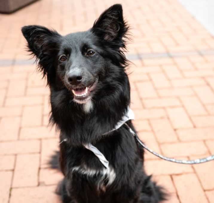 Photo of Serafina
