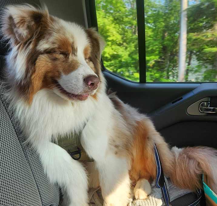 Photo of Atlas