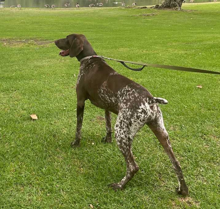 Photo of Gator